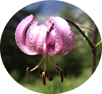 Fleurs d’ici et d’ailleurs…